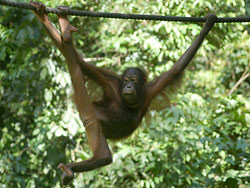 Orang-Utans in der Auswilderungsstation von Sepilok