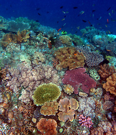Korallenriff mit Stein- und Lederkorallen - Foto: Nick Hobgood/Wikipedia